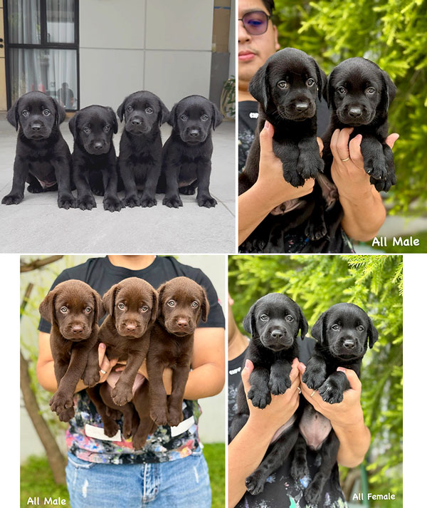 Dijual Labrador Good Quality