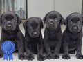 Dijual Labrador Good Quality