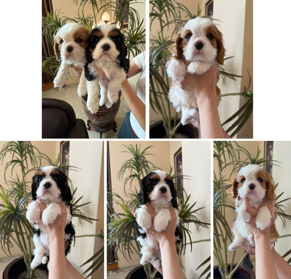 Cavalier King Charles Spaniel Good Quality