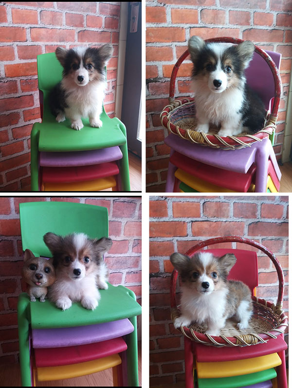 Jual Corgi