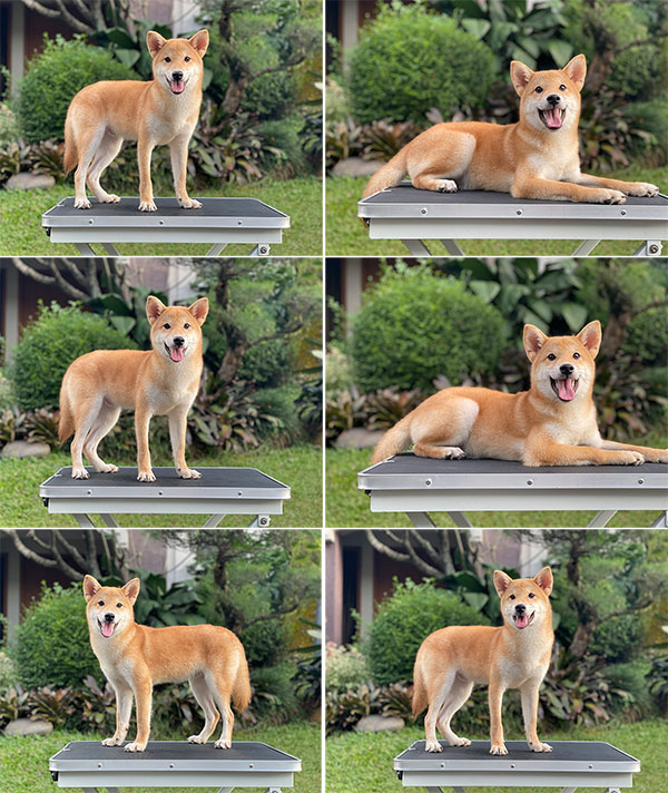 For Sale Puppy Male Shiba Inu