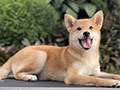 For Sale Puppy Male Shiba Inu