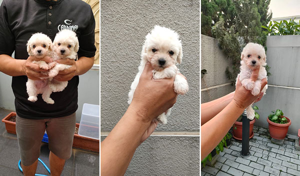 For Sale Puppy White Poodle - Jantan Super Cute