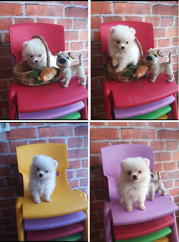 Jual Mini Pom