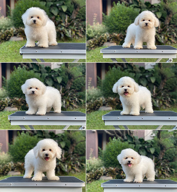 For Sale Puppy Male Bichon Frise