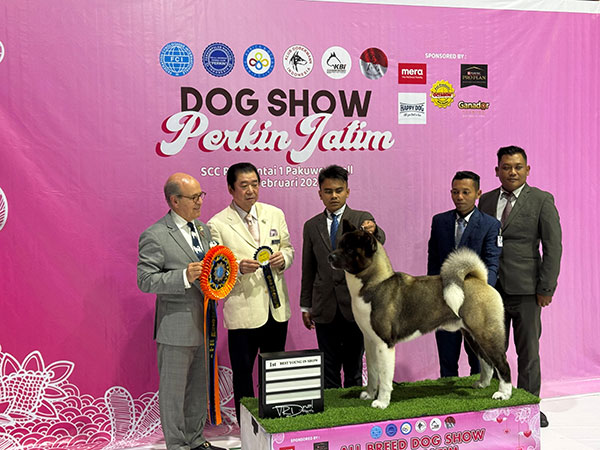 American Akita Champion Peringkat 1 Tahun 2025
