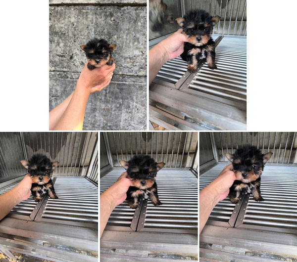 Jual Yorkshire Terrier Puppy Betina