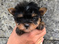 Jual Yorkshire Terrier Puppy Betina