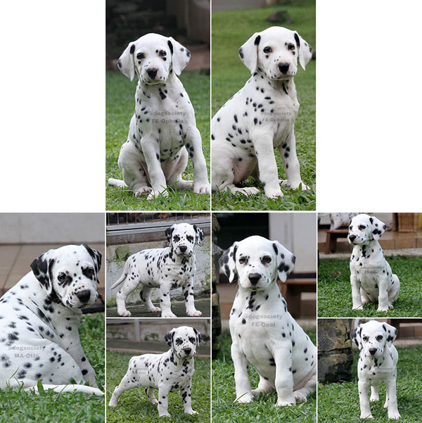 Jual Dalmatian Puppy Di Surabaya