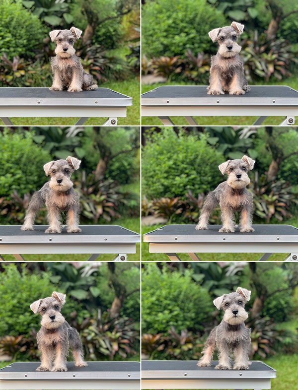 For Sale Puppy Female Miniature Schnauzer