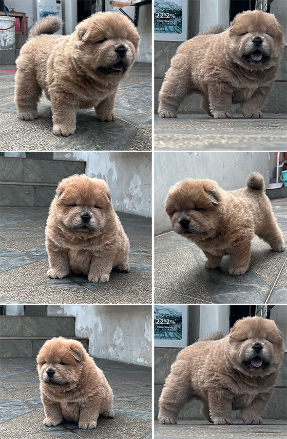 For Sale Puppy Male Chow Chow