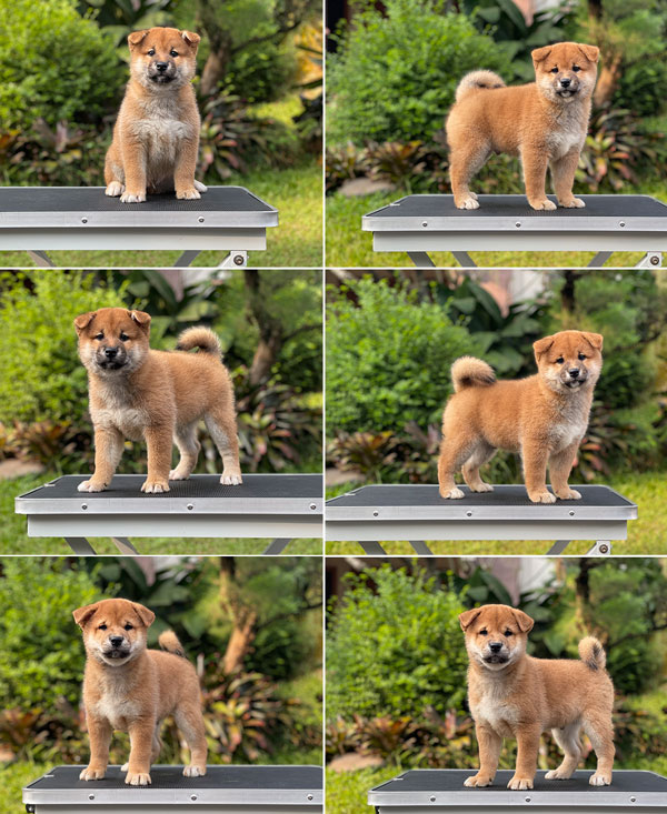 For Sale Puppy Male Shiba Inu