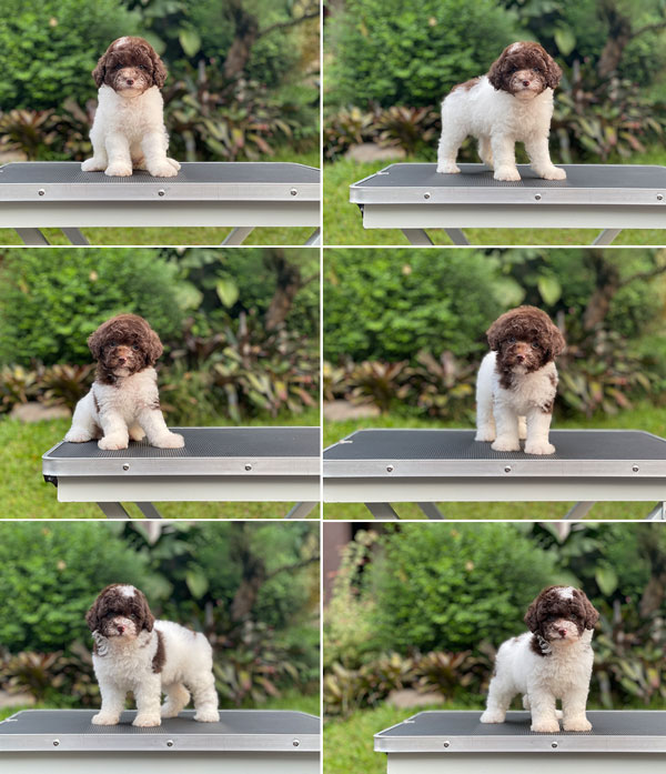 For Sale Puppy Tiny Parti Choco Toy Poodle