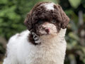 For Sale Puppy Tiny Parti Choco Toy Poodle