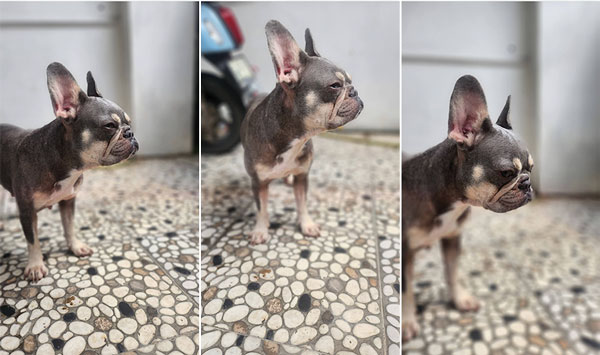 Jual French Bulldog Betina