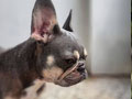 Jual French Bulldog Betina