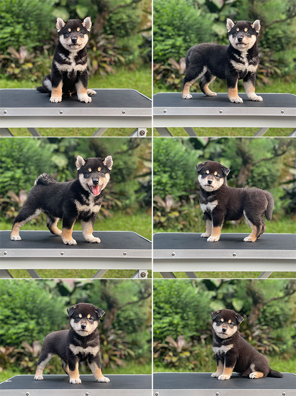 For Sale Puppy Male Shiba Inu