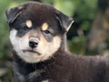 For Sale Puppy Male Shiba Inu
