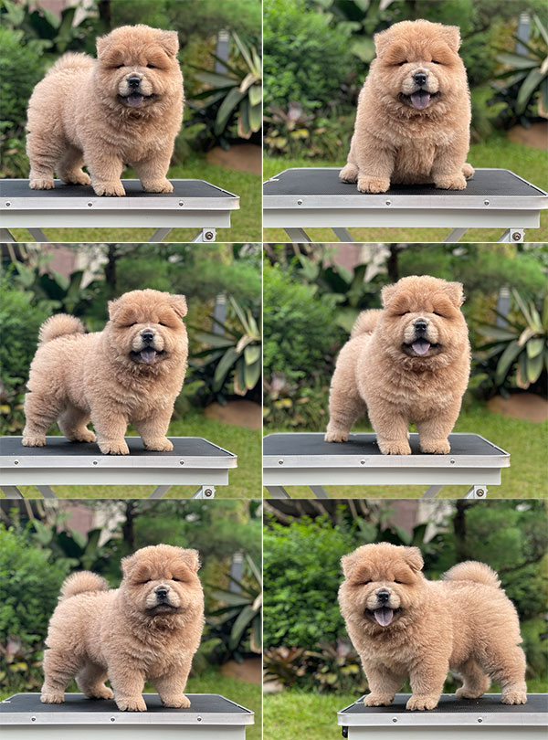 For Sale Puppy Male Chow Chow