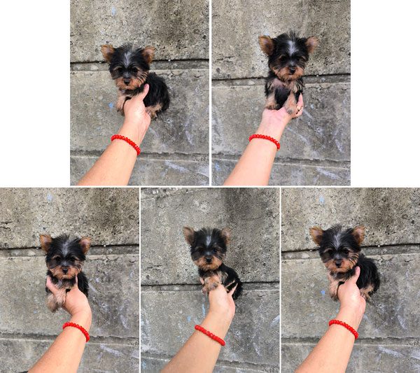 Dijual Anjing Yorkie Micro Tea Cup