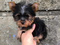 Dijual Anjing Yorkie Micro Tea Cup