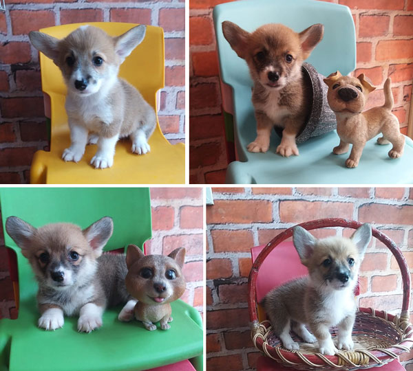 Jual Anak Anjing Pembroke Welsh Corgi