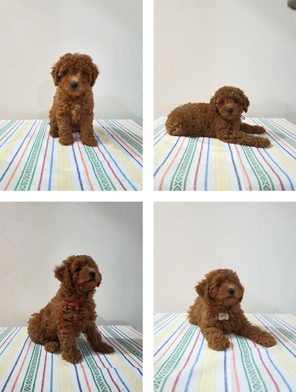 Jual 4 Ekor Anakan Toy Poodle