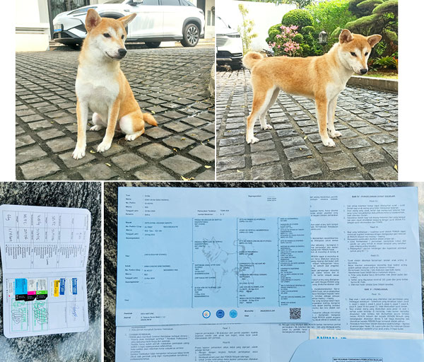Jual Shiba Inu Betina