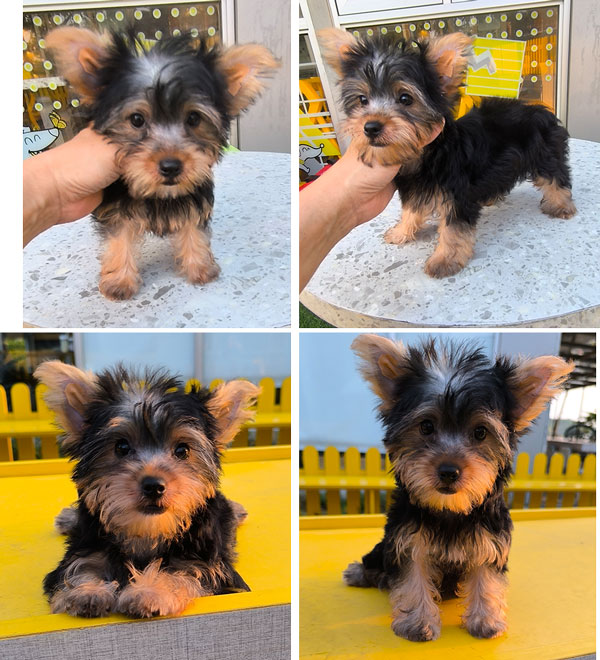 Jual Yorkshire Terrier