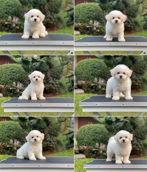 For Sale Puppy Female Mini Bichon Frise