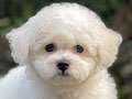 For Sale Puppy Female Mini Bichon Frise