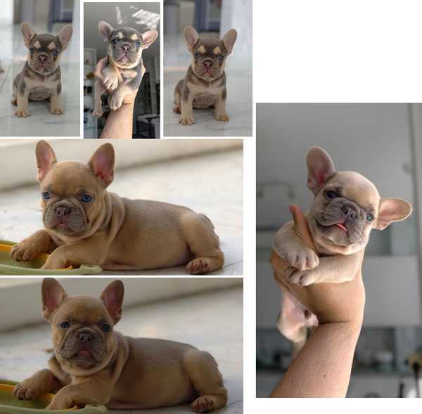 Puppy Female Lilac Tan & Fawn French Bulldog