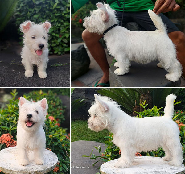 Puppy Male Female West Highland White Terrier