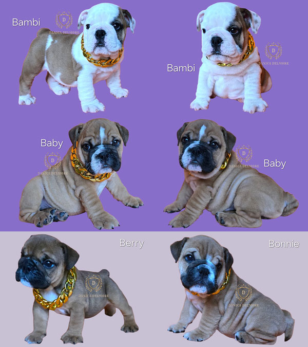 Premium Quality English Bulldog Puppies