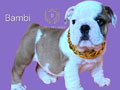 Premium Quality English Bulldog Puppies