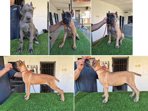 Cane Corso Puppy 5 Bulan Dengan Pelatihan Dasar