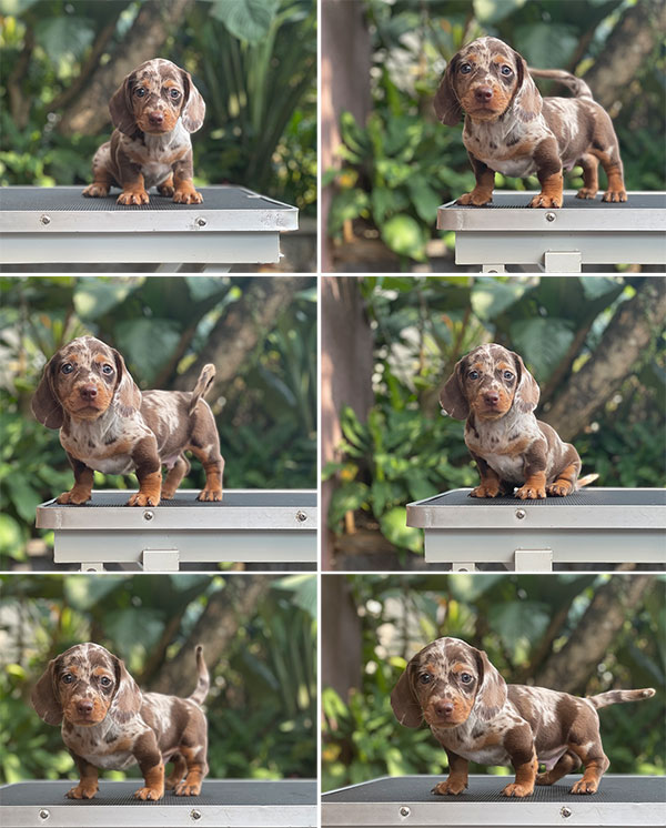 For Sale Puppy Male Miniature Dapple Dachshund