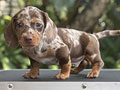 For Sale Puppy Male Miniature Dapple Dachshund