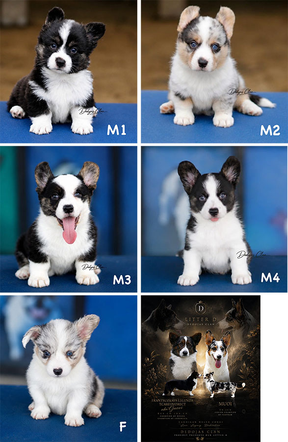 Cardigan Welsh Corgi