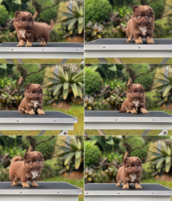 For Sale Puppy Male Mini Long Hair Chihuahua