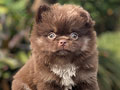For Sale Puppy Male Mini Long Hair Chihuahua