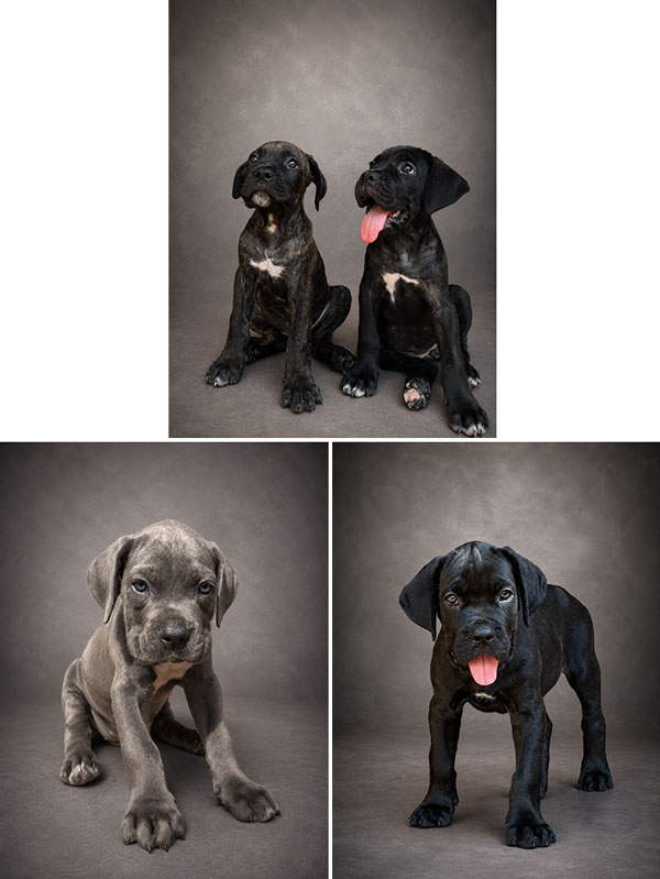 Jual Cane Corso Puppy