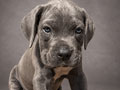Jual Cane Corso Puppy