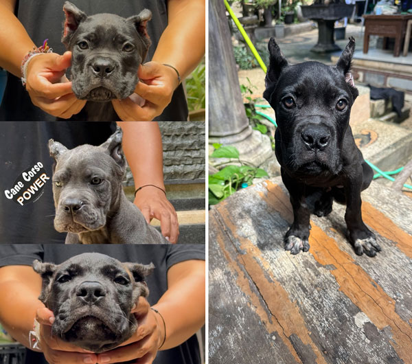 Cane Corso Puppies