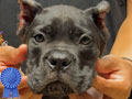 Cane Corso Puppies