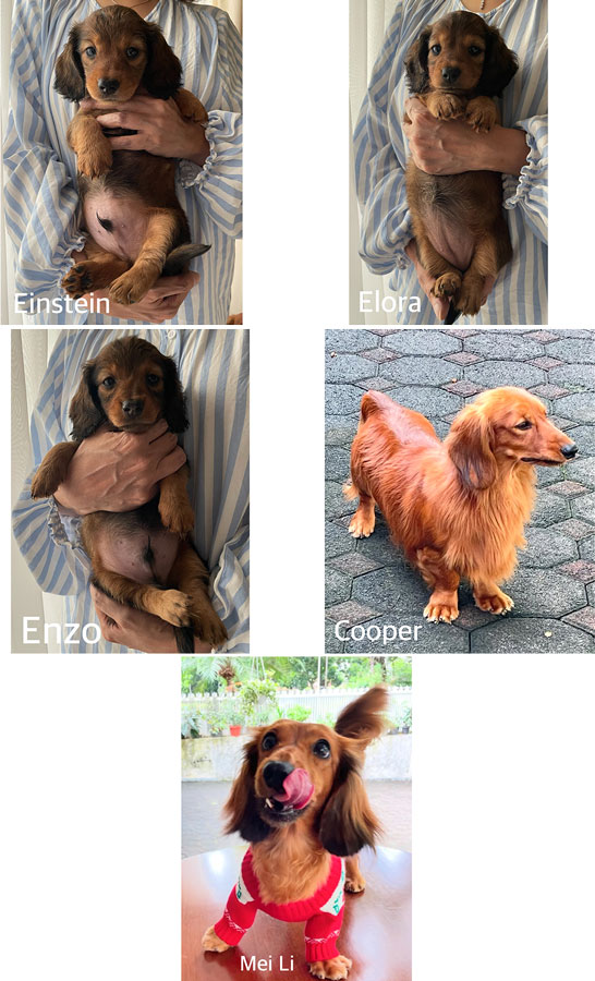 Mini Longhaired Dachshunds