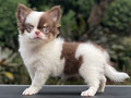 For Sale Puppy Female Mini Long Hair Chihuahua