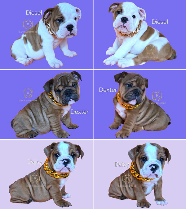 Premium Quality English Bulldog Puppies