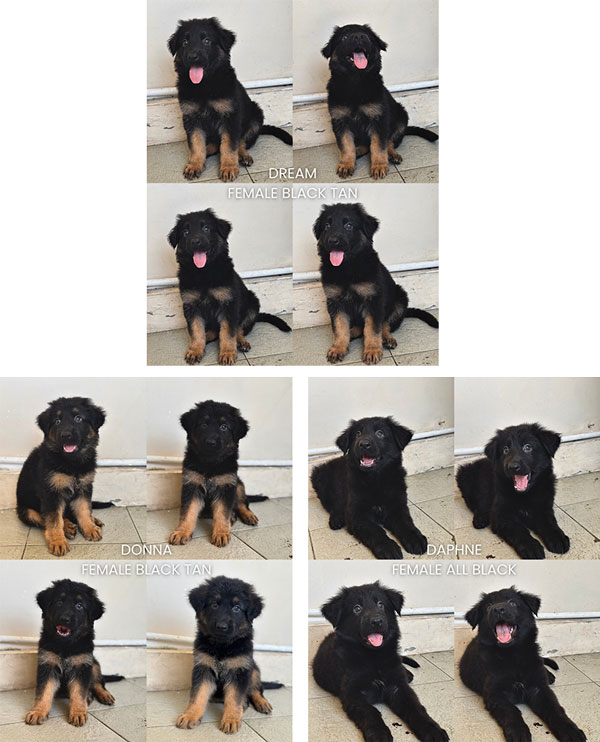 Jual Anjing German Shepherd Puppy
