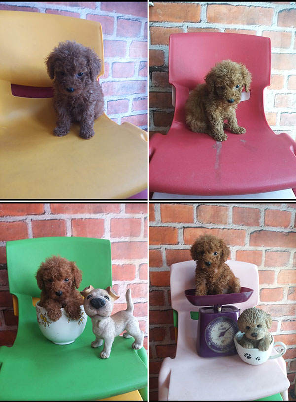 Jual Toy & Tiny Poodle